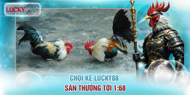Sảnh giải trí trực tiếp các trận đấu thể thao Đá gà